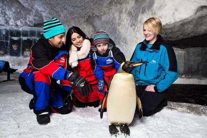 Meet the Penguins Meet the Penguins
