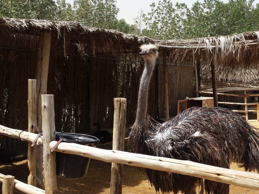 Posh Paws Animals Sanctuary and Petting Farm Posh Paws Animals Sanctuary and Petting Farm