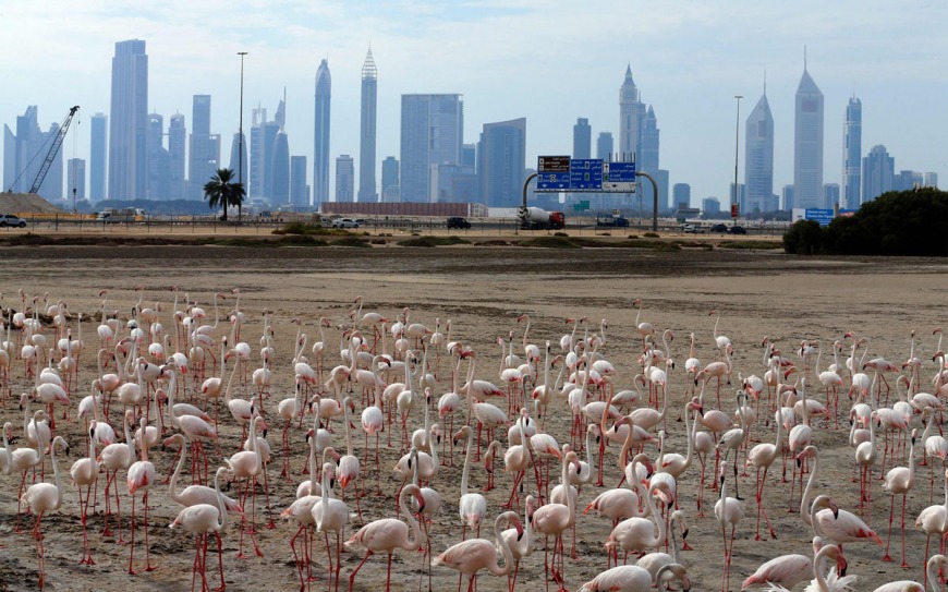 Flamingos at Ras Al-Khor 