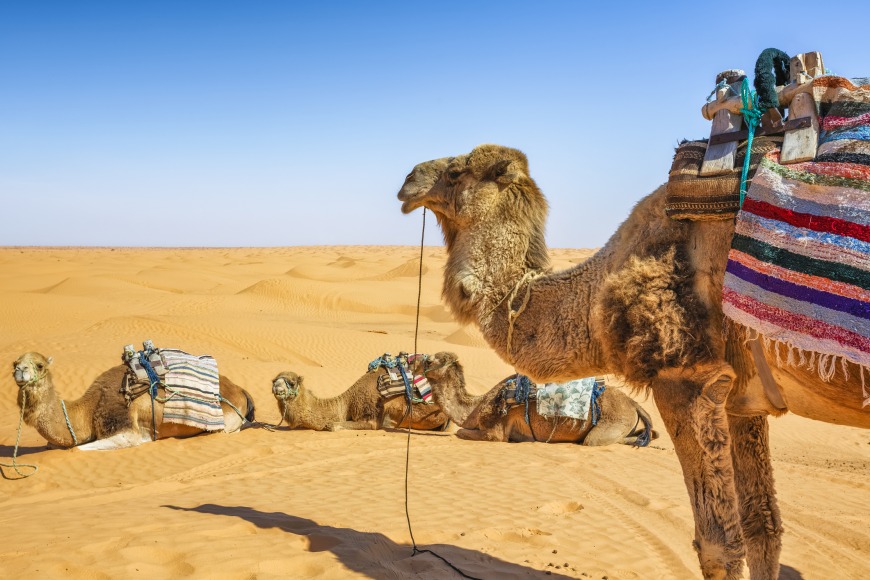 Top 5 Family-friendly Outdoor Picnic Places in Dubai Top 5 Family-friendly Outdoor Picnic Places in Dubai