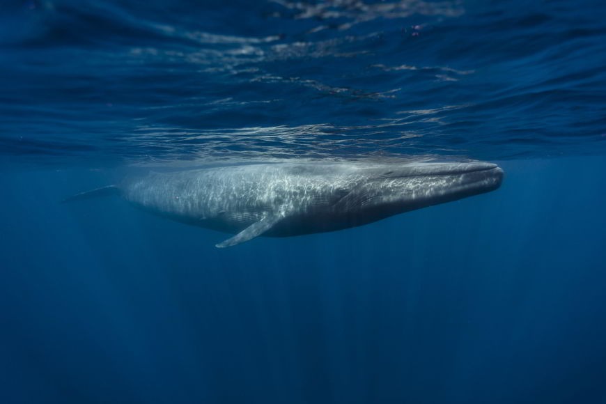 A Parent’s Guide to the Blue Whale Challenge: What Is It and How to Protect Your Children A Parent’s Guide to the Blue Whale Challenge: What Is It and How to Protect Your Children