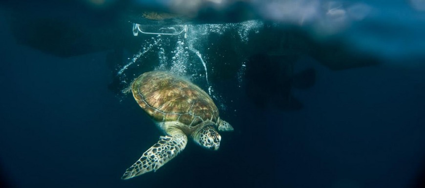 Feed the Turtles Feed the Turtles