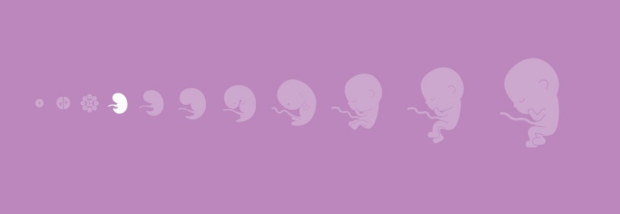 Pregnancy calendar - 4 weeks Pregnancy calendar - 4 weeks