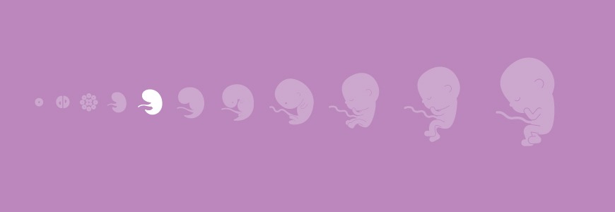Pregnancy calendar - 5 weeks Pregnancy calendar - 5 weeks