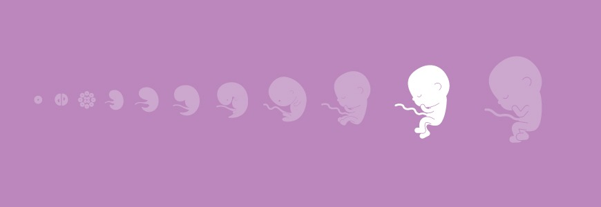 Pregnancy calendar - 28 weeks Pregnancy calendar - 28 weeks