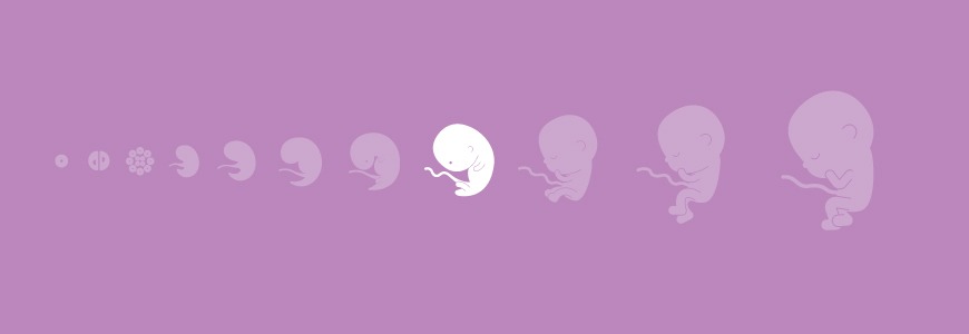Pregnancy calendar - 17 weeks Pregnancy calendar - 17 weeks