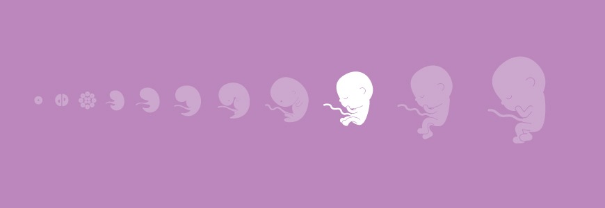 Pregnancy calendar - 22 weeks Pregnancy calendar - 22 weeks
