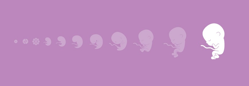 Pregnancy calendar - 35 weeks Pregnancy calendar - 35 weeks