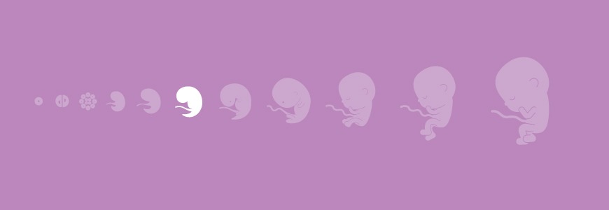 Pregnancy calendar - 7 weeks Pregnancy calendar - 7 weeks