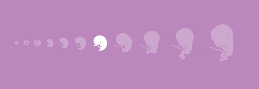 Pregnancy calendar - 10 weeks Pregnancy calendar - 10 weeks