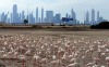 Flamingos at Ras Al-Khor 